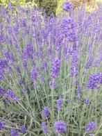 Lavendel planten o.a hidcote