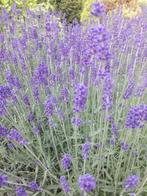 Lavendel planten o.a hidcote, Zomer, Vaste plant, Ophalen, Volle zon