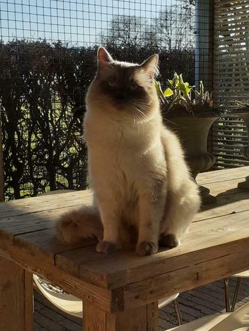 Ragdoll blue point dekkater  beschikbaar voor biedingen