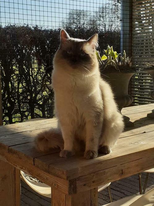 Ragdoll blue point dekkater, Dieren en Toebehoren, Katten en Kittens | Dekkaters