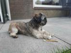 Ervaren Dekreu shih tzu Boomer ter dekking niet tekoop, Dieren en Toebehoren, Rabiës (hondsdolheid), Reu, 1 tot 2 jaar, Eén hond