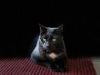 Katten hulp, Meerdere dieren