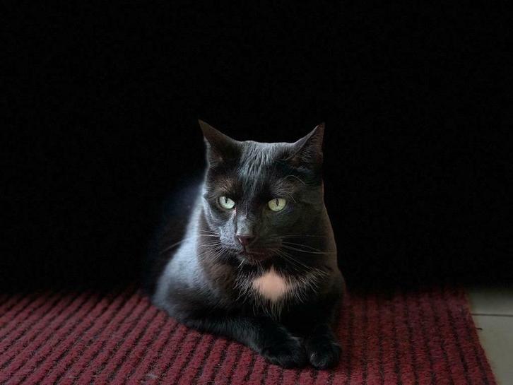 Katten hulp, Dieren en Toebehoren, Katten en Kittens | Overige Katten, Meerdere dieren