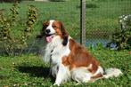 Prachtige kooiker reu ter dekking aangeboden., Reu, CDV (hondenziekte), Eén hond, 3 tot 5 jaar