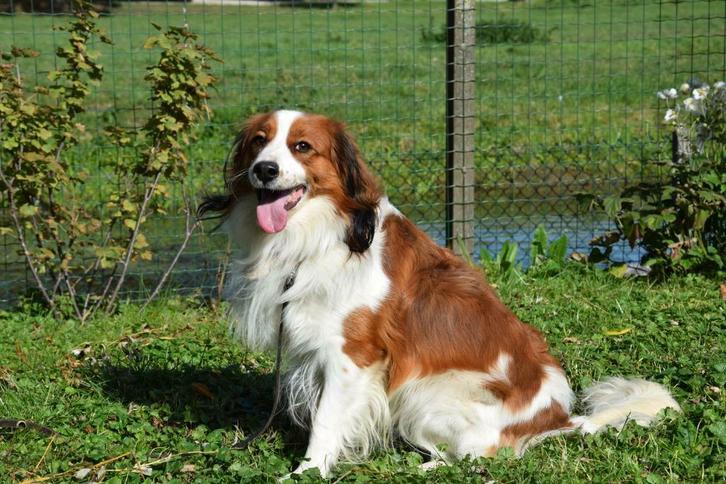 Prachtige kooiker reu ter dekking aangeboden., Dieren en Toebehoren, Honden | Dekreuen, Reu, Particulier, Eén hond, Nederland