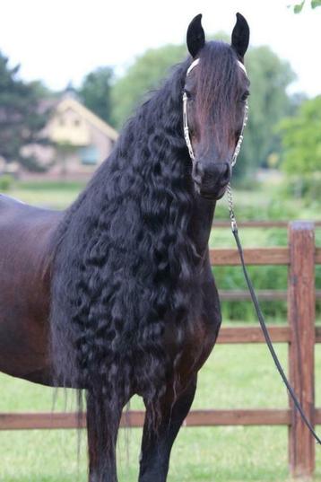 Mooie Friese paarden in de verkoop beschikbaar voor biedingen