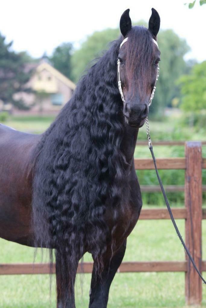 Mooie Friese paarden in de verkoop, Dieren en Toebehoren, Paarden, Meerdere dieren, L, 165 tot 170 cm, 3 tot 6 jaar, Met stamboom