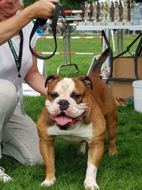 Prachtige old english bulldog dekreu, Dieren en Toebehoren, Honden | Dekreuen, Reu, Fokker | Professioneel, Eén hond, Nederland