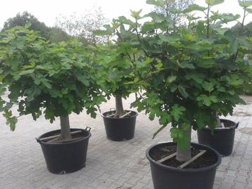 Vijgenboom / Vijgenbomen met 40/50 cm stamomtrek te koop beschikbaar voor biedingen