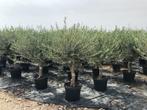 Superaanbieding Olijfbomen! Groothandelsprijzen, Tuin en Terras, Planten | Bomen, Olijfboom, Ophalen of Verzenden, 100 tot 250 cm