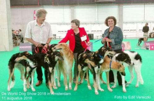 windhondenbarzoi Borzoi Barsoi pup kennel Noble Elegance win, Dieren en Toebehoren, Honden | Windhonden, Meerdere dieren, Overige rassen