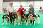 windhondenbarzoi Borzoi Barsoi pup kennel Noble Elegance win, Rabiës (hondsdolheid), Meerdere, Meerdere dieren, 1 tot 2 jaar