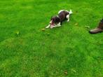 Heidewachtel Dekreu, 1 tot 2 jaar, Reu, Nederland, Eén hond