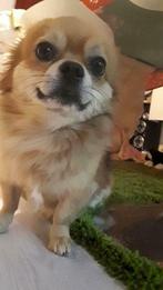 Chihuahua Reu als dek hond( Niet te kopen), CDV (hondenziekte), Particulier, 1 tot 2 jaar, Reu