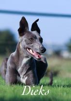 Whippet dekreu met stamboom, Dieren en Toebehoren, Particulier, 1 tot 2 jaar, Reu, Nederland