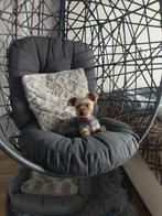 Yorkshire terrier dekking, Dieren en Toebehoren, Rabiës (hondsdolheid), Reu, 1 tot 2 jaar, Meerdere