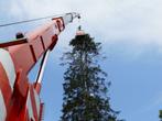 bomen kappen verwijderen, Diensten en Vakmensen, Tuinonderhoud of Snoeiwerk