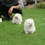 Pomerania puppies, Dieren en Toebehoren, Particulier, Rabiës (hondsdolheid), 8 tot 15 weken, Buitenland