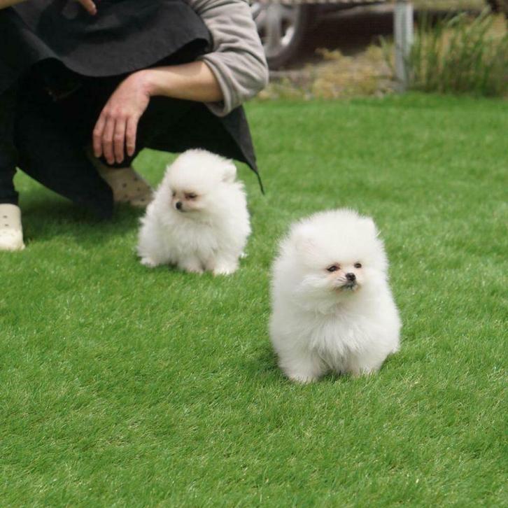 Pomerania puppies, Dieren en Toebehoren, Honden | Poolhonden, Keeshonden en Oertypen, Particulier, Meerdere, Buitenland, 8 tot 15 weken