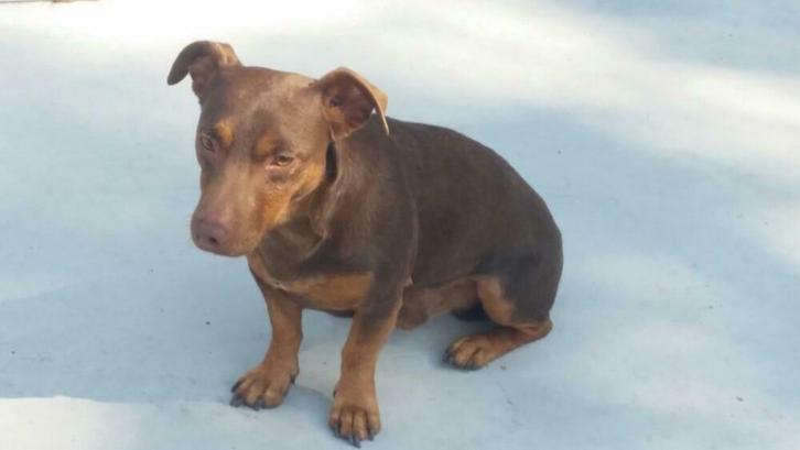 Ter dekking bijzondere mooie luxe jack russel Liver And Tan., Dieren en Toebehoren, Honden | Dekreuen, Reu, Fokker | Hobbymatig