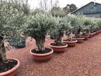 Olijfbomen, Olijfboom , Olea europaea