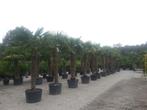Trachycarpus fortunei palmbomen / palmen in diverse maten, Volle zon, Ophalen of Verzenden, 250 tot 400 cm, Zomer
