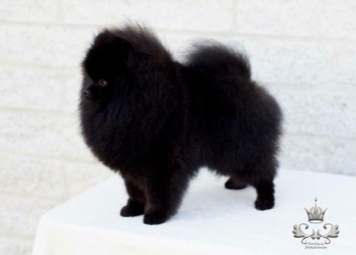 Dekreu - Pomeranian/Dwergkees, Dieren en Toebehoren, Honden | Dekreuen, Reu, Fokker | Hobbymatig, Meerdere, Nederland, 3 tot 5 jaar