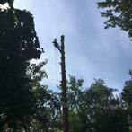 boom kappen . Boom rooien . Boom verwijderen, Tuinonderhoud of Snoeiwerk