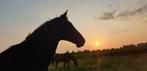 U de lusten wij de lasten. Bruikleen / lease paarden.Te koop, Diensten en Vakmensen