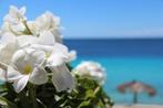 Bonaire vakantie appartementen op 20m van strand en zee!, Vakantie, Vakantiehuizen | Nederlandse Antillen, Dorp, Appartement, 2 slaapkamers