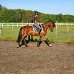 Enthousiaste gediplomeerde instructrice., Paardrijles of Ponykampen