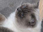 Niet te koop Ragdoll dekkater blue point mitted, Dieren en Toebehoren, Katten en Kittens | Raskatten | Langhaar, 0 tot 2 jaar