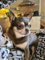 Blaze dekreu Tricolor Blue mini Chihuahua, Dieren en Toebehoren, Honden | Dekreuen, Meerdere, 1 tot 2 jaar, Reu, Nederland