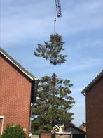 Boomverzorging en landschaps aanleg/onderhoud.