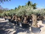 Trachycarpus fortunei palmbomen, olijfbomen, vijgenbomen, Ophalen of Verzenden, Halfschaduw, Palmboom, 100 tot 250 cm