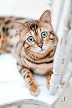 Worldchampion Bengaal Dekkater Bengal Deckkater, 3 tot 5 jaar