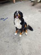 Berner sennen mooie dekreu, Reu, Eén hond, 3 tot 5 jaar, Nederland