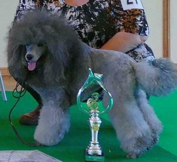 Middenslag poedel zilvergrijs Shadow Reu  "Kinsky von Karat, Dieren en Toebehoren, Honden | Dekreuen, Reu, Fokker | Hobbymatig