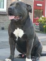 Amerikaanse Bully XL Dekreu, Nederland, Rabiës (hondsdolheid), Reu, Eén hond