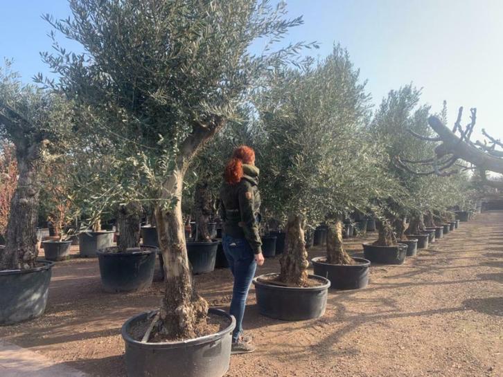 Olijfbomen - Olijfboom 60/80 cm stamomtrek Old Skin te koop, Tuin en Terras, Planten | Bomen, Olijfboom, 250 tot 400 cm, Volle zon