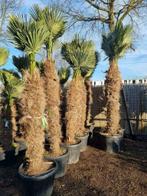 Trachycarpus wagnerianus palmbomen / palmen. alle afmetingen