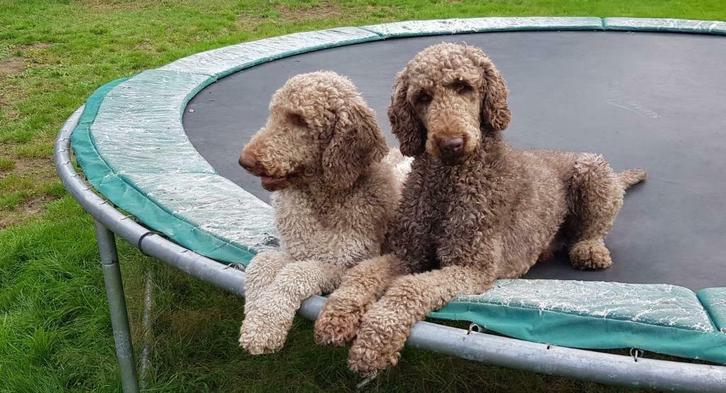 Prachtige raszuivere koningspoedels dekreuen, Dieren en Toebehoren, Honden | Dekreuen, Reu, Particulier, Meerdere, Nederland, 3 tot 5 jaar