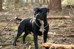 Dekreu Engelse Staffordshire Bull Terrier - Quattro, Dieren en Toebehoren, Particulier, Rabiës (hondsdolheid), 3 tot 5 jaar, België