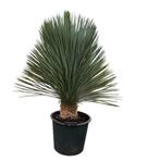 Yucca rostrata "Superior" in alle afmetingen. Topkwaliteit.