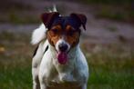 Jack russell russel ervaren dekreu, Dieren en Toebehoren, Honden | Dekreuen, Particulier, Rabiës (hondsdolheid), 3 tot 5 jaar