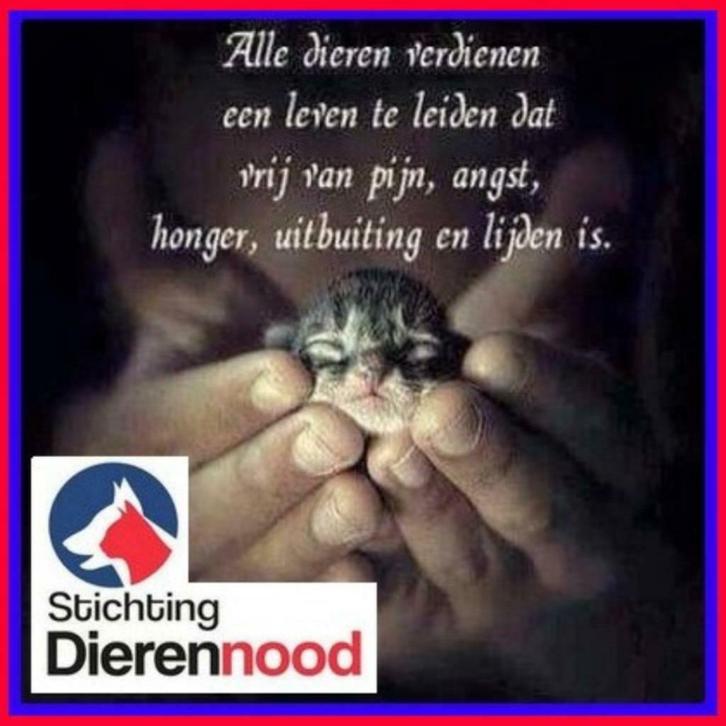 Geef (zwerf)katten een beter leven! Help ze!Het is hardnodig, Dieren en Toebehoren, Katten en Kittens | Overige Katten