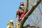 Boom kappen rooien bomen stronken frezen omzagen snoeien, Garantie, Tuinontwerp
