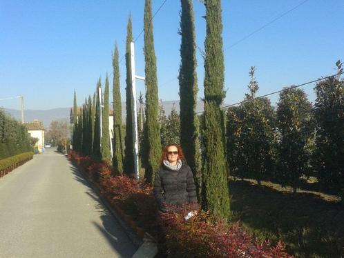 Cupressus sempervirens, cypres, cipres, cipressen, Tuin en Terras, Planten | Bomen, Zuilboom, 250 tot 400 cm, Volle zon, In pot