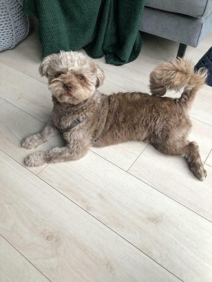 Boomer dekreu (NIET TE KOOP) met ervaring, Dieren en Toebehoren, Honden | Dekreuen, Reu, Particulier, Eén hond, Nederland, 3 tot 5 jaar