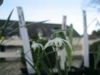 Galanthus Sneeuwklokjes in 19 soorten, o.a Rosemary Burnham